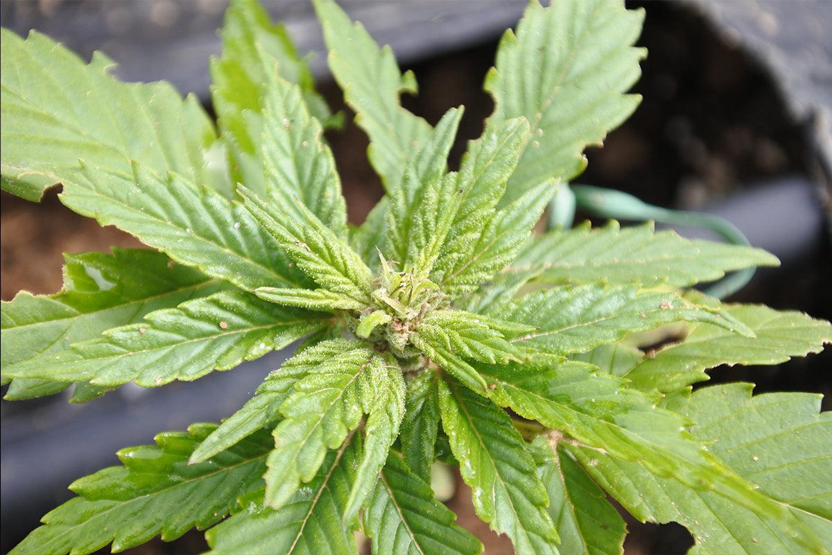 Tricomi della cannabis