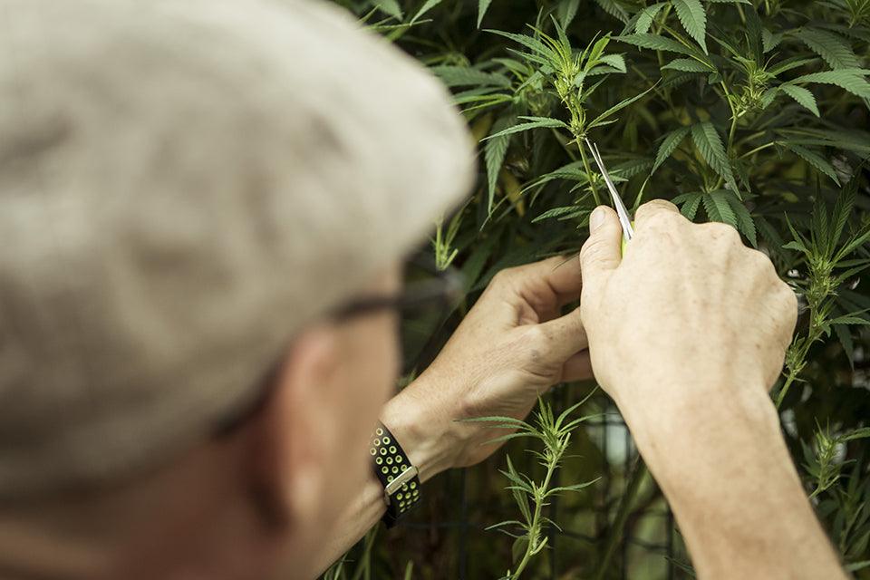 Una persona taglia una foglia di marijuana
