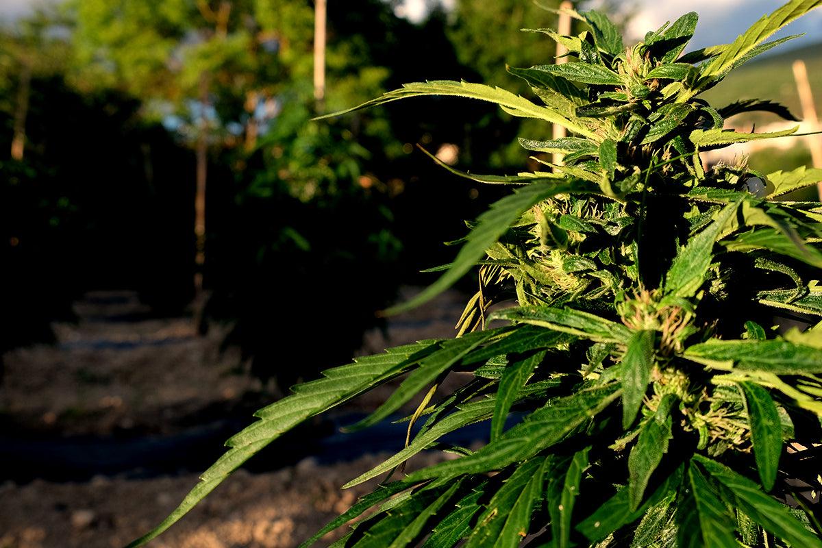 Come coltivare cannabis con la tecnica Sea of green – terredicannabis