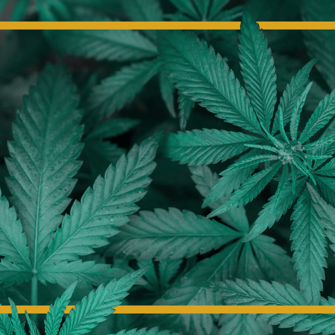 Foglia di marijuana