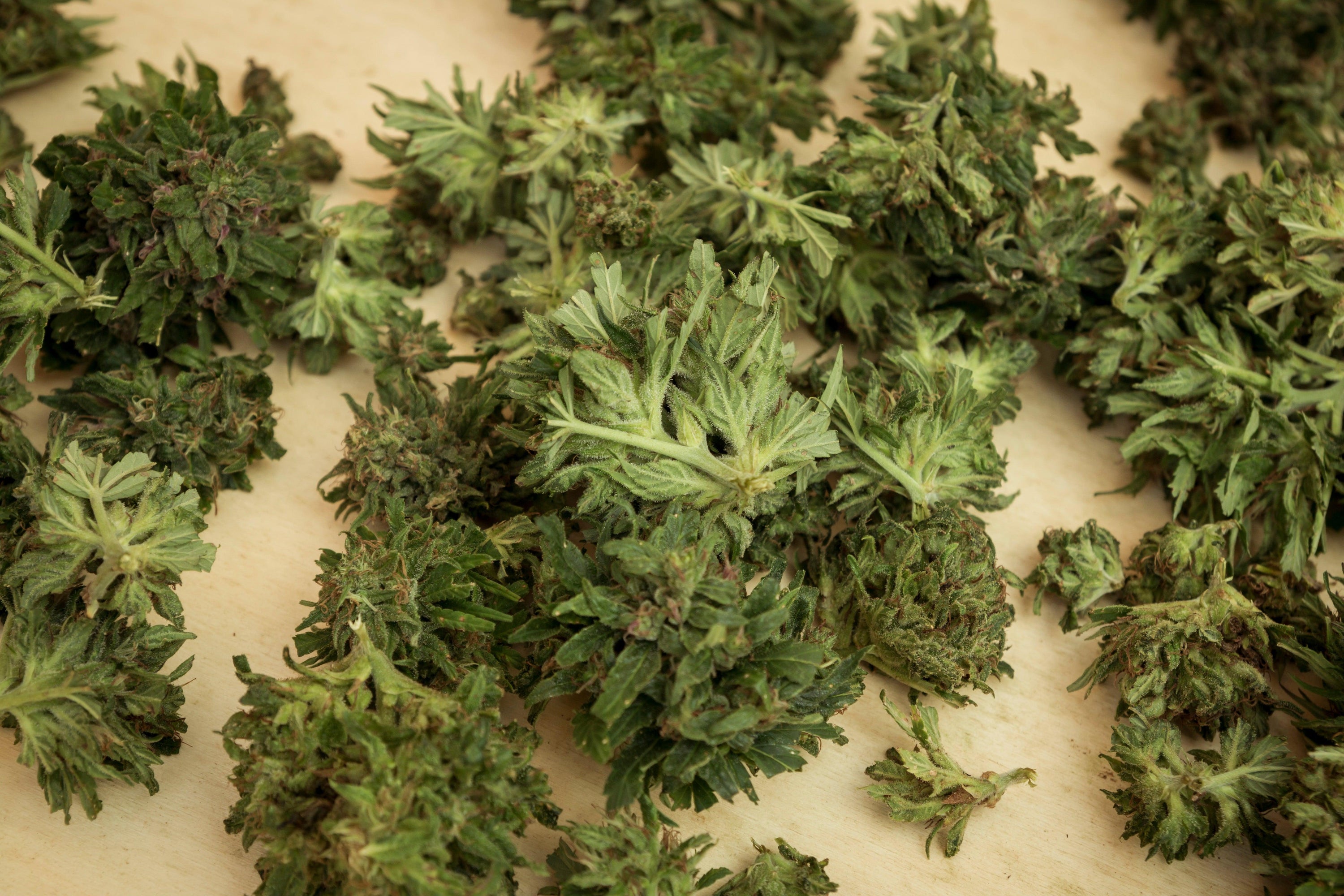 Essiccazione Cannabis