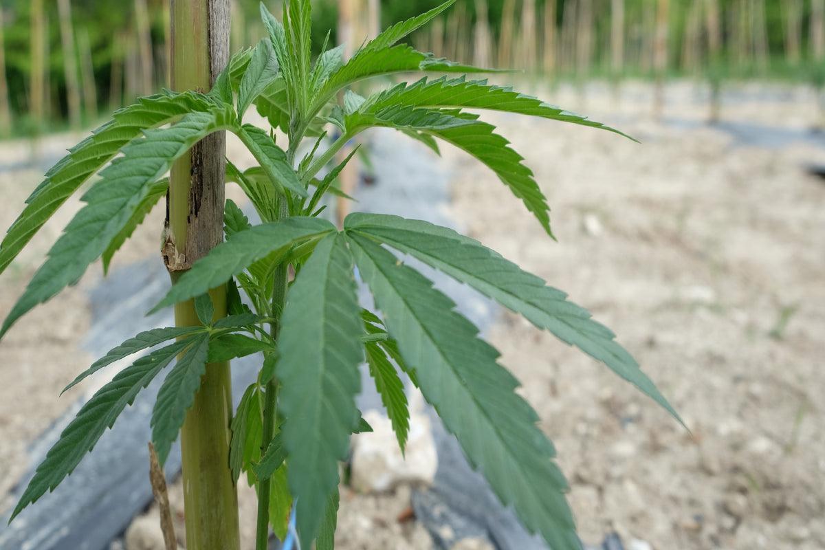 Cannabis sativa e cannabis indica: differenze a analogie