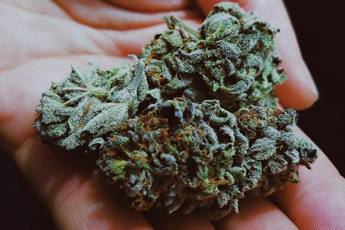 Fiore di marijuana in mano