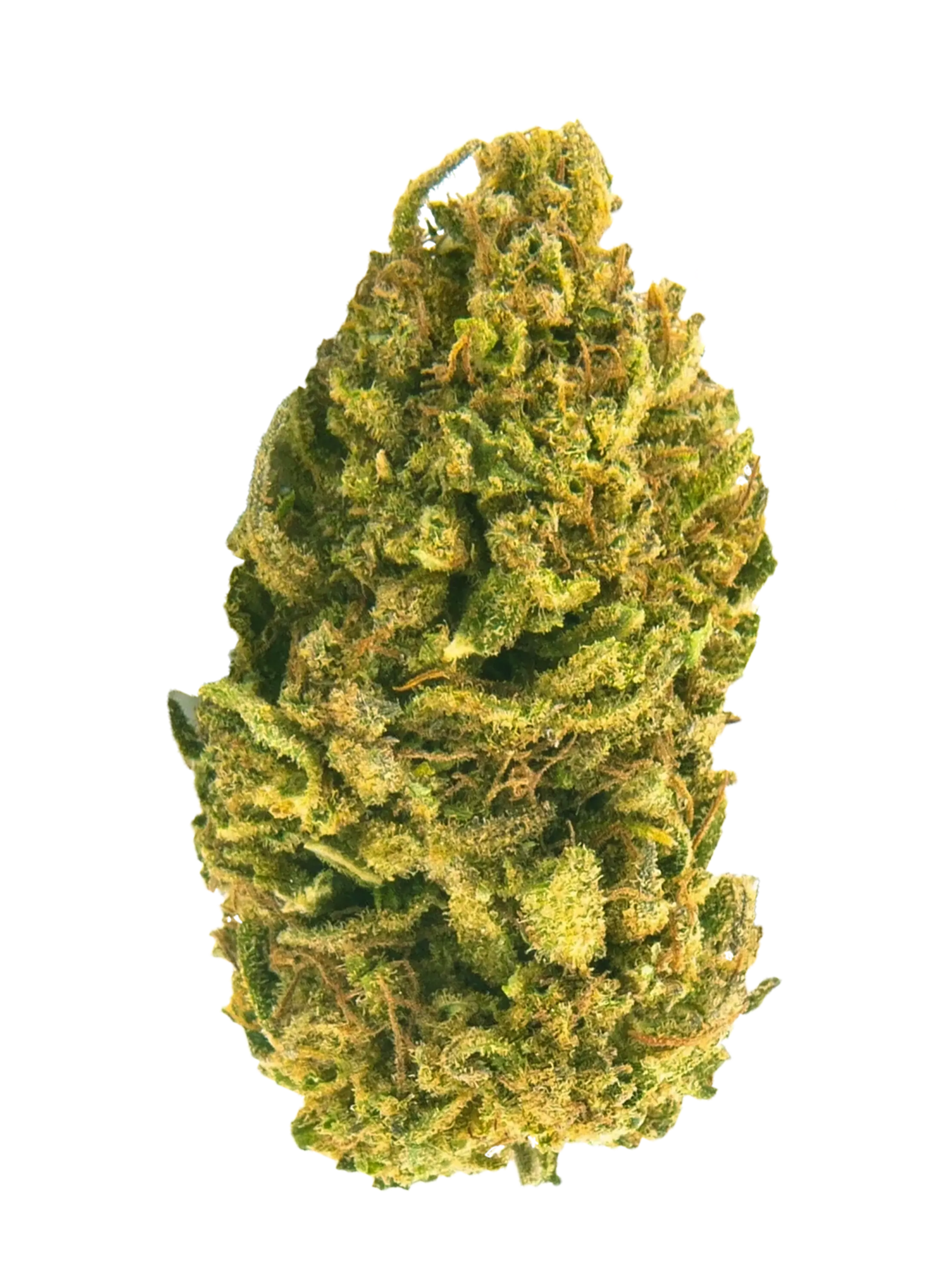 Critical Mass | Fiori di CBD