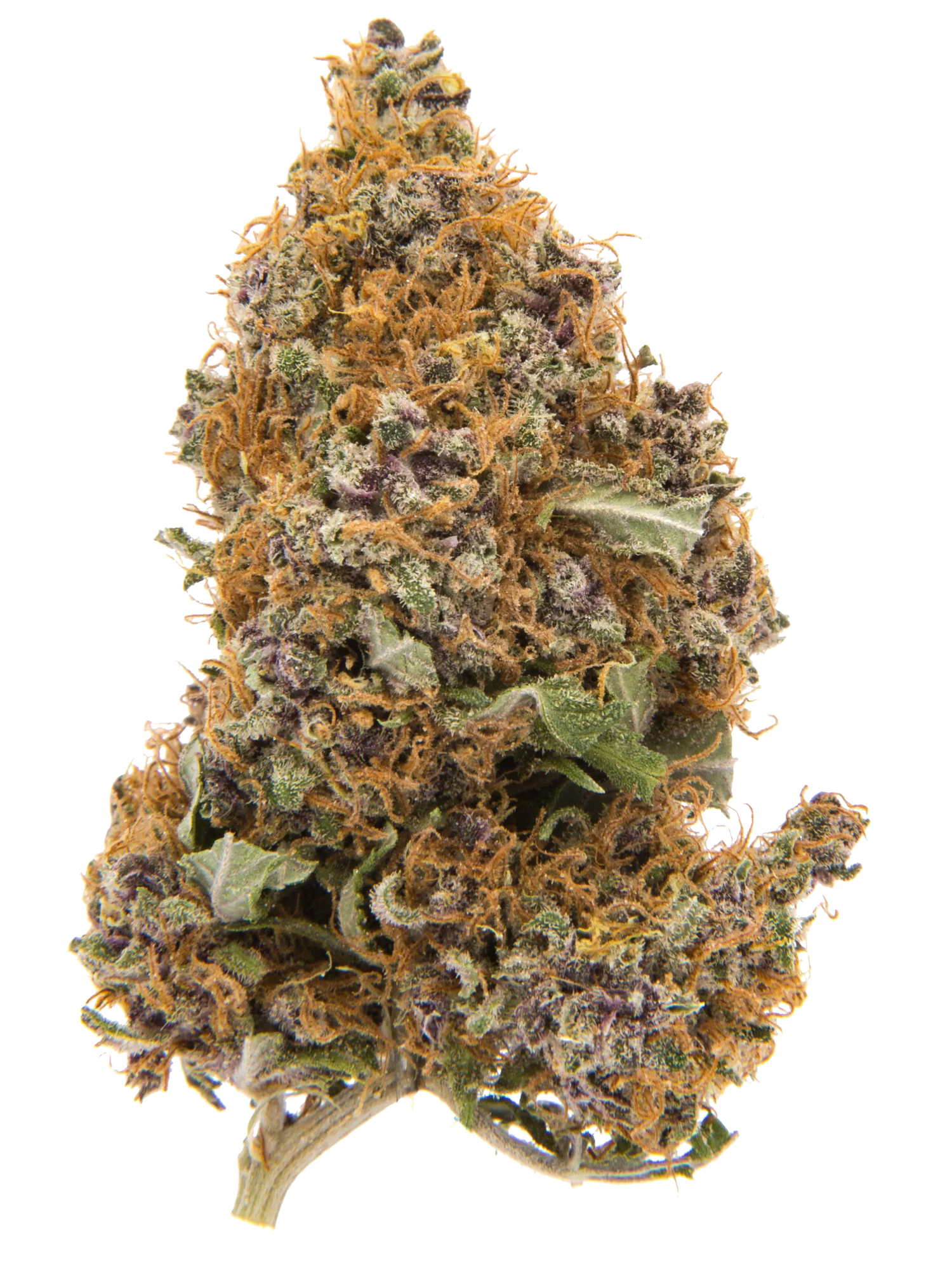 Purple Haze | Fiori di CBD