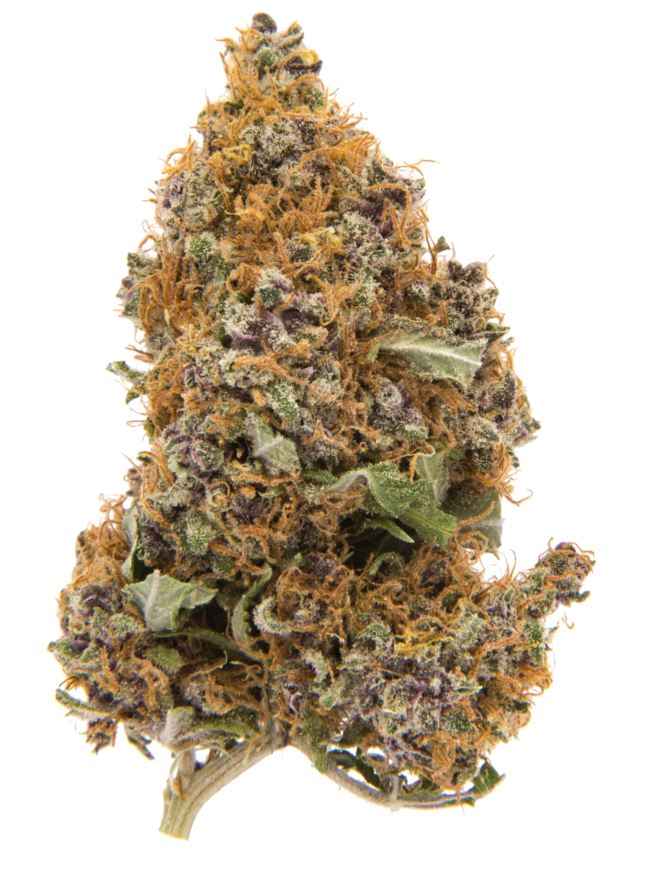 Purple Haze | Flores CBD