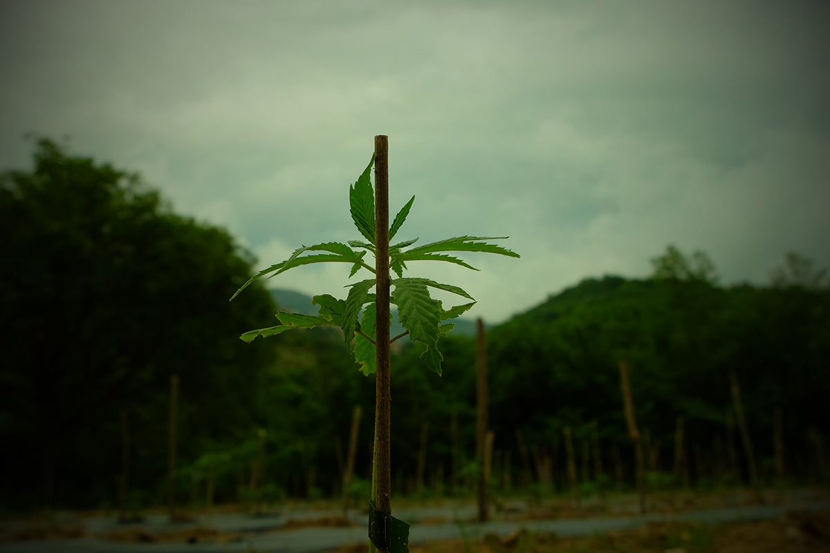 Growing cannabis light