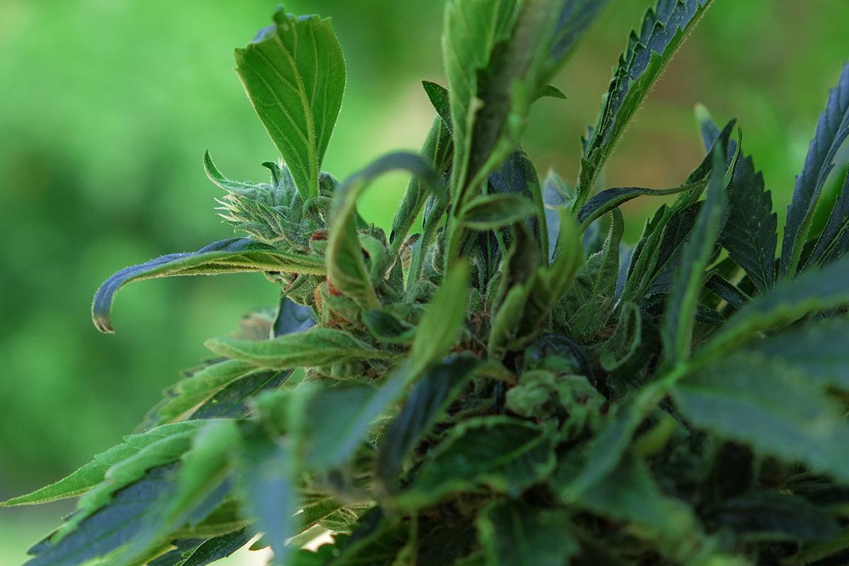 Pistilli terpeni e olii essenziali della cannabis
