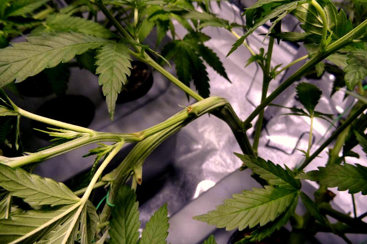 Tecnica del super cropping nella coltivazione della Cannabis