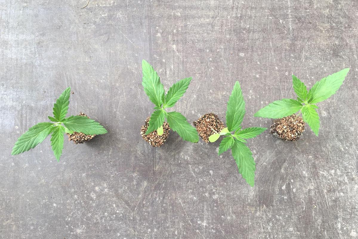 Clonare la cannabis: le talee – terredicannabis