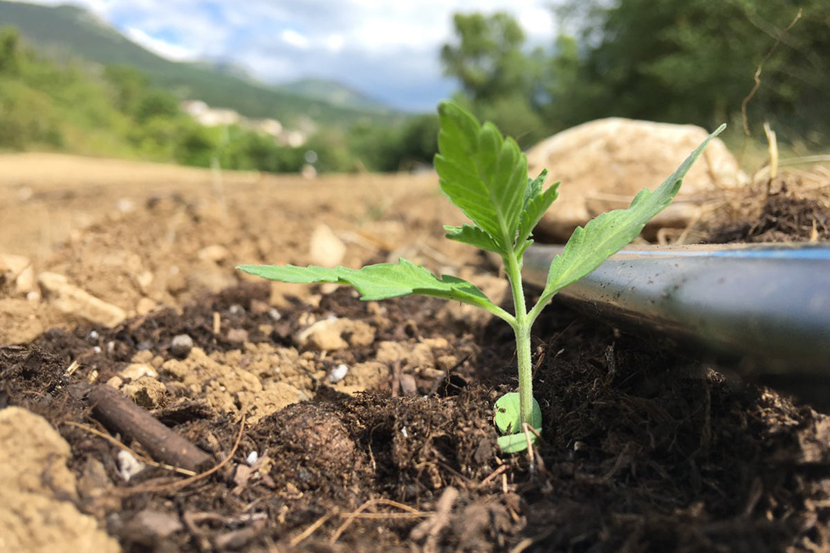 Piccola pianta di cannabis light