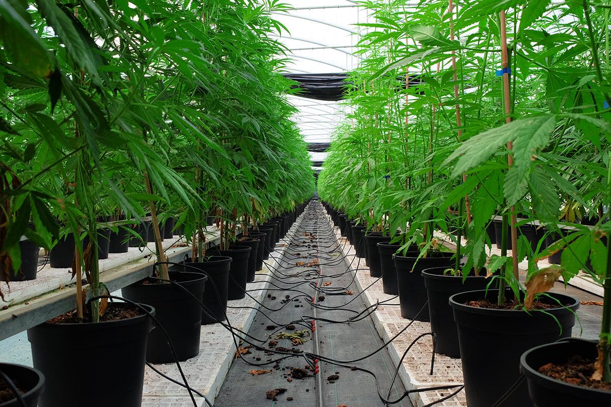 Perlite come substrato per la coltivazione della cannabis