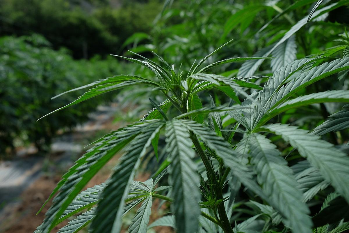 cannabis sativa: la coltivazione