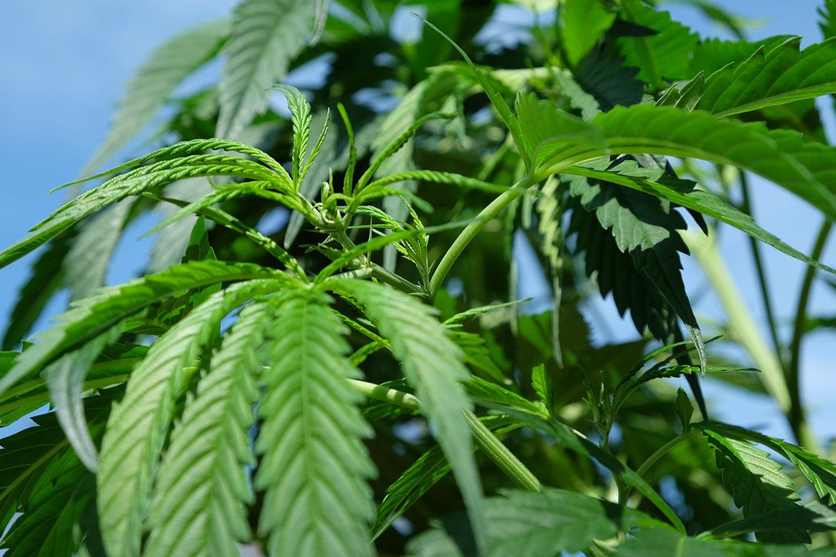 Coltivare la cannabis sul balcone