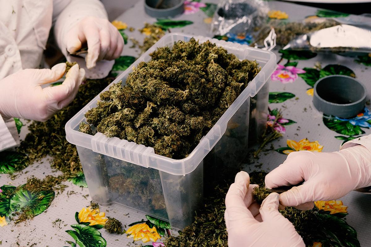 Legalizzare la cannabis? O regolamentare? - terredicannabis