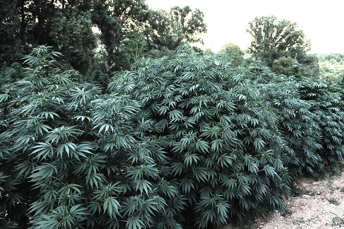 Campo coltivato a cannabis