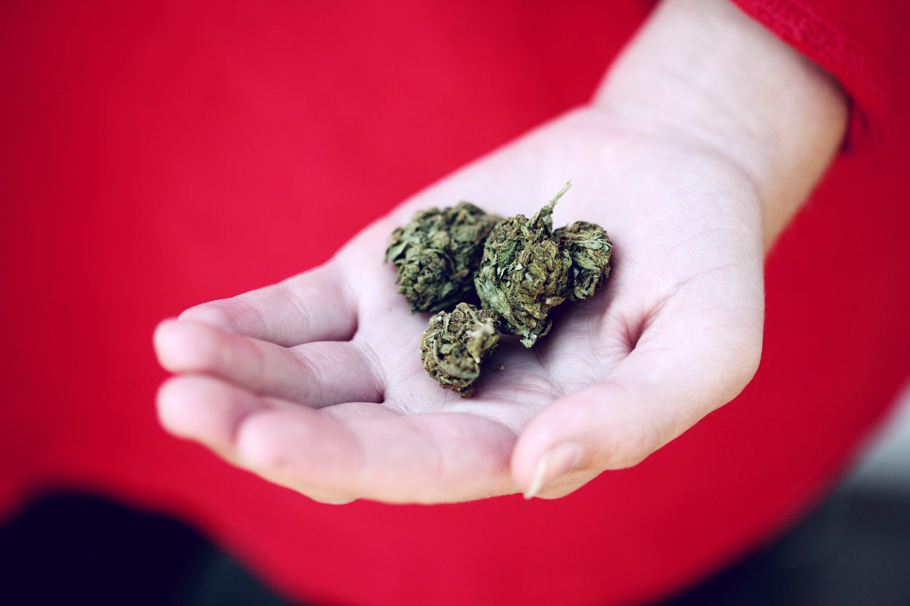 Marijuana legale tra le mani