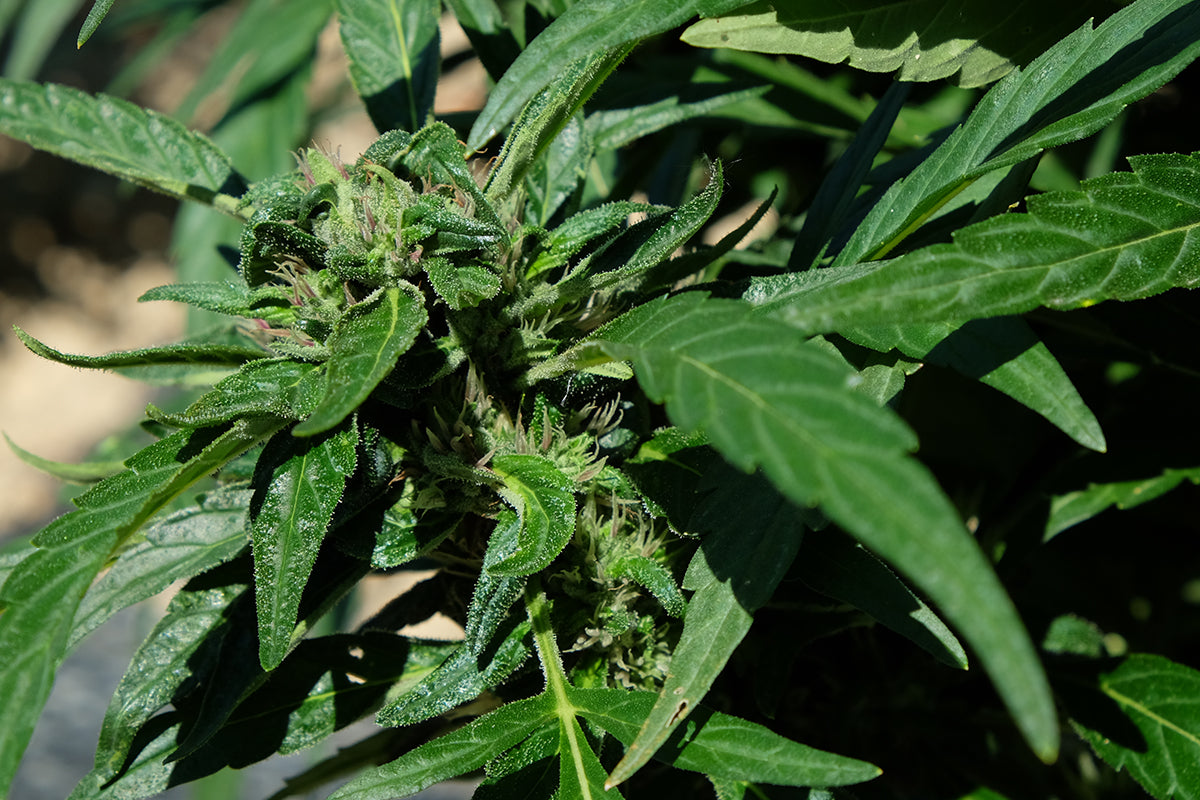 Cosa sono i terpeni della Cannabis