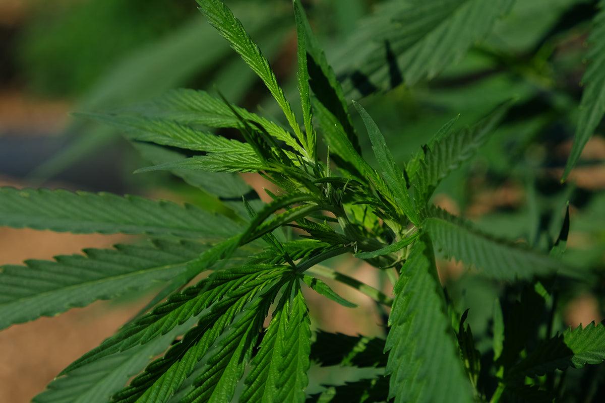 La fioritura della cannabis