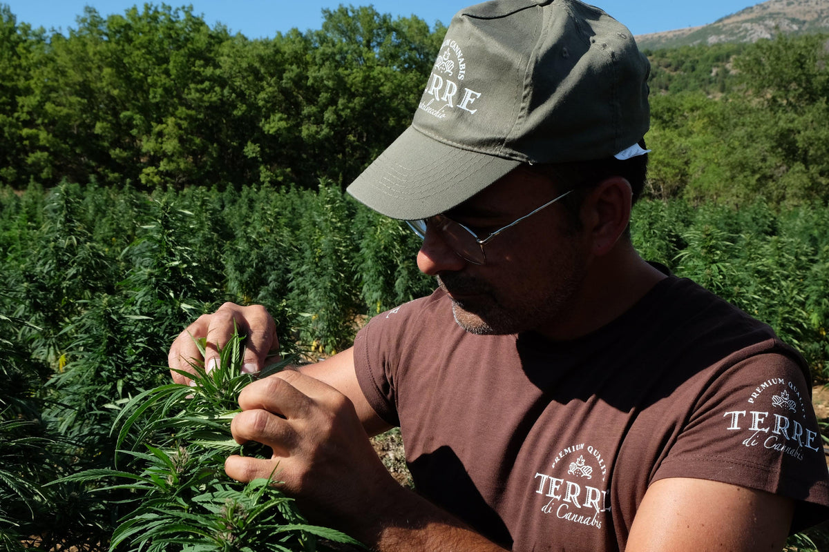 Come riconoscere fiori di cannabis di alta qualità