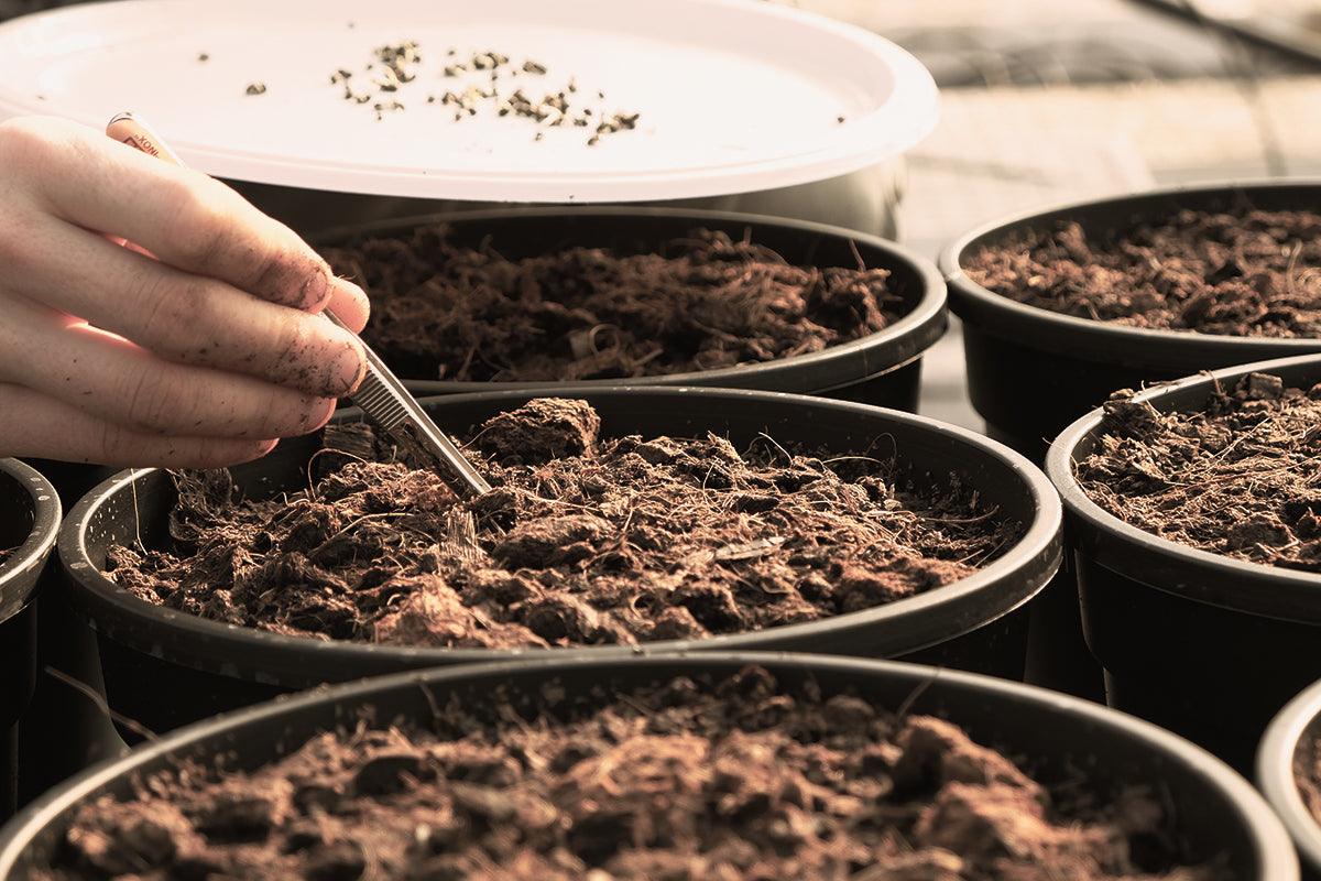 La coltivazione della cannabis autofiorente