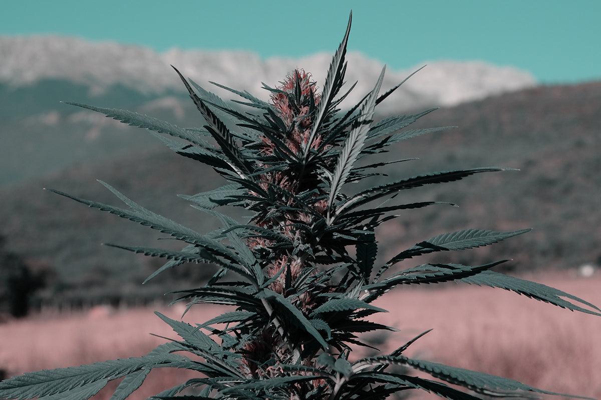 fiori di cannabis e montagna sullo sfondo