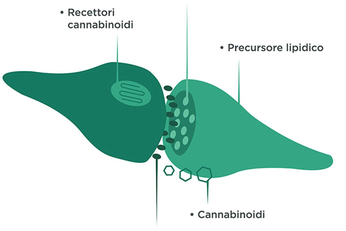 Infografica recettore cannabinoide cb1  