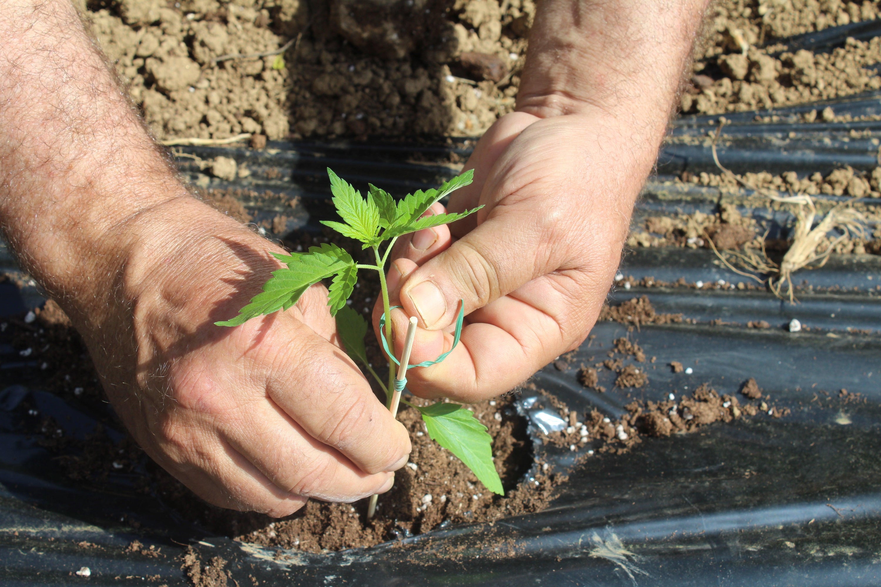 Due mani tengono in mano una piccola pianta di cannabis appena piantata