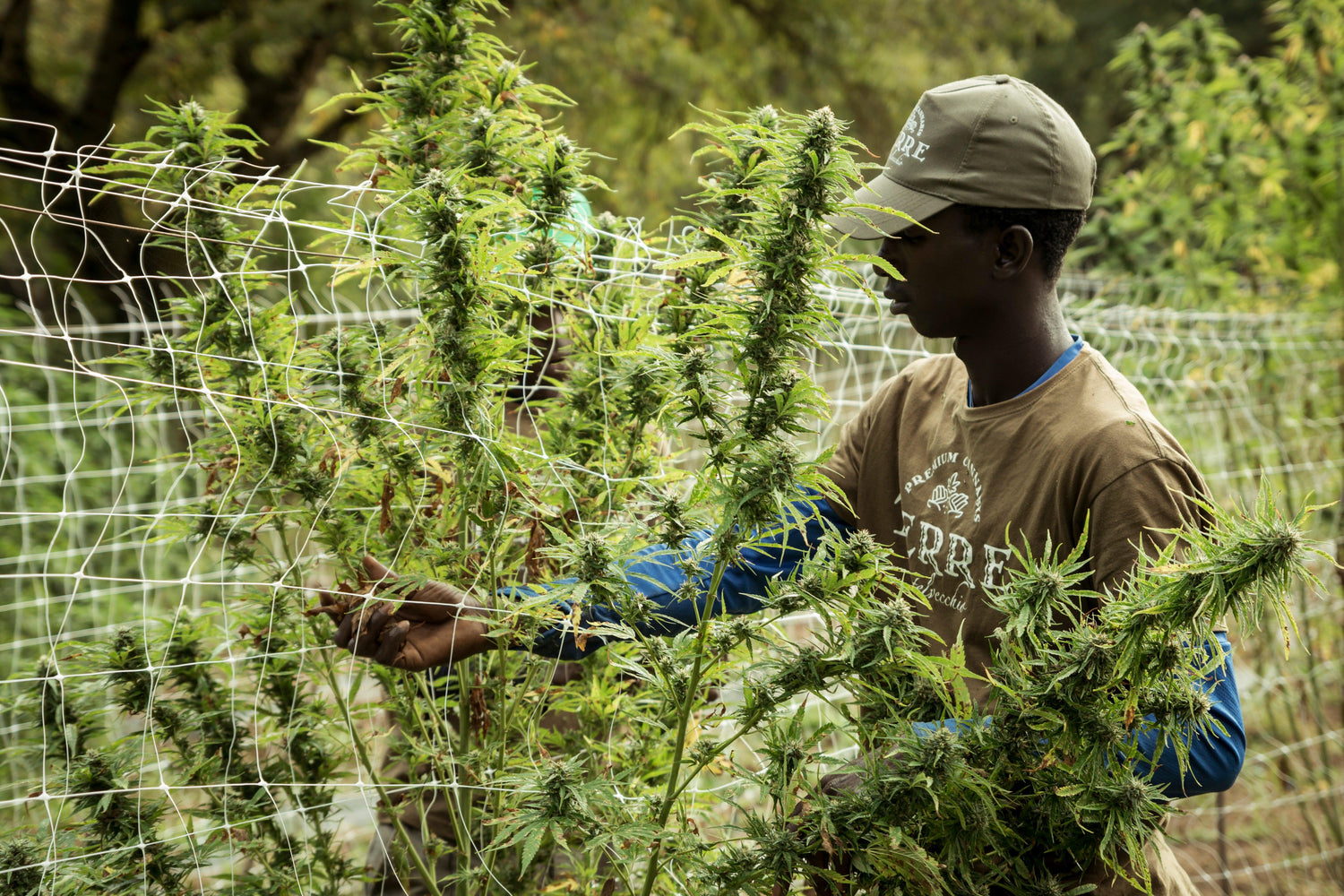 Film Terre di cannabis