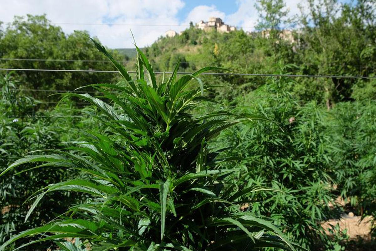 Coltivare Cannabis nel rispetto del territorio, dell'ambiente e delle persone