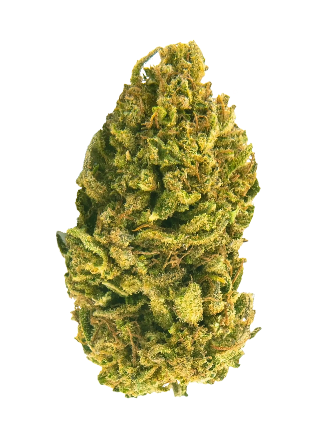 Terre Di Cannabis CBD Bl ten Online Shop Terredicannabis terre-di-cannabis-cbd-bl-ten-online-shop-terredicannabis