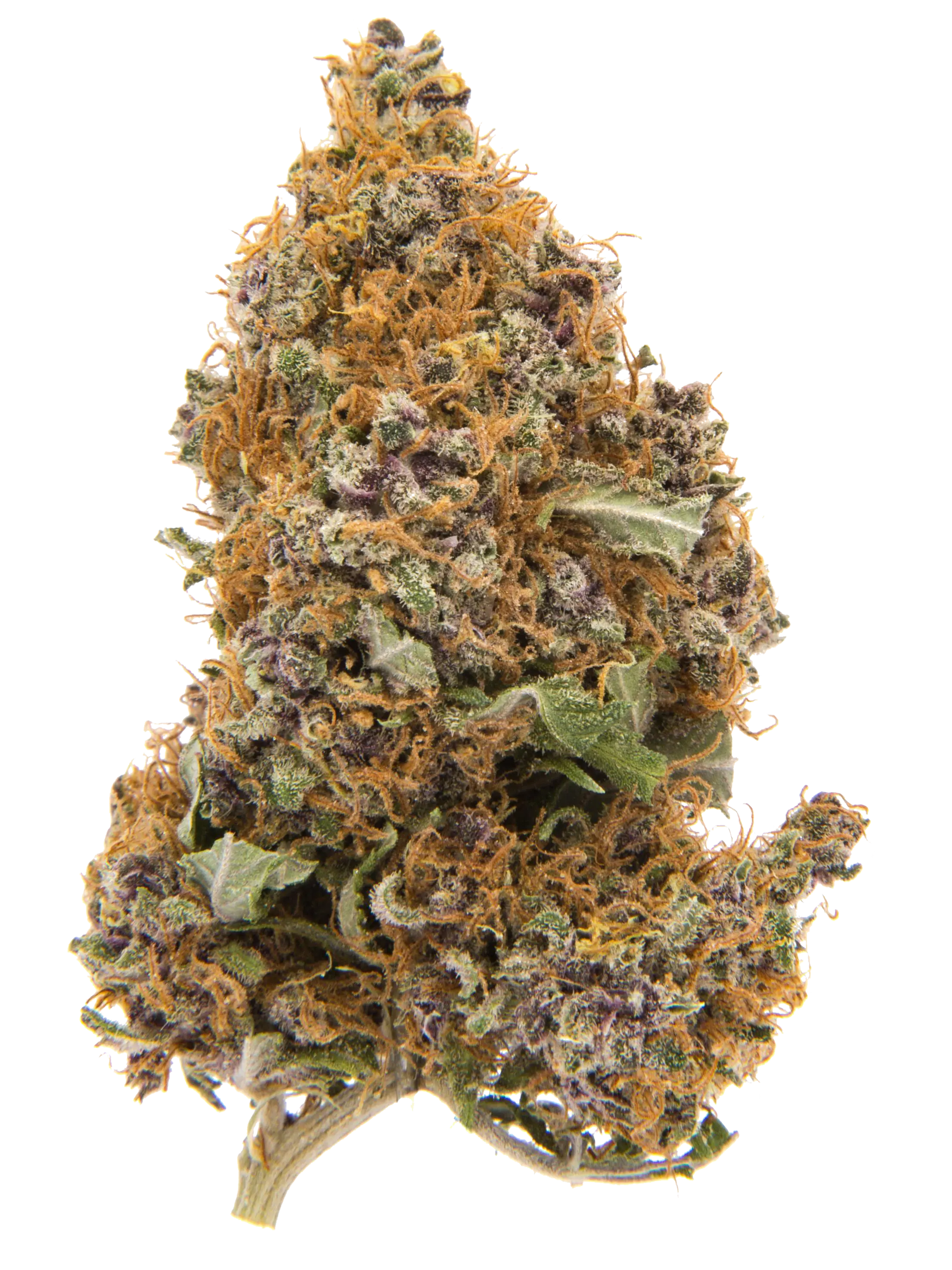 Purple Haze | CBD-Blüten